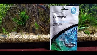 Does Seachem Purigen Work Purigen vs Black Beard Algae PART 1 [upl. by Alarise]