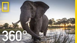 Elephant Encounter in 360  Ep 2  The Okavango Experience [upl. by Ailic]