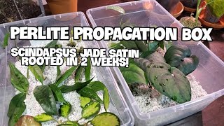 Best Plant Rooting Method Perlite  Plant Updates Maintenance And Potting [upl. by Clite579]