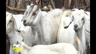 Mixed Goat keeping and the best breeds in Kenya  Part 1 [upl. by Cranston827]