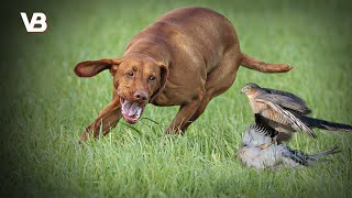 The 10 Best Bird Hunting Dog Breeds [upl. by Iramohs]