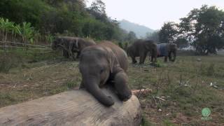 Clumsy Baby Elephant  ElephantNews [upl. by Kippy77]