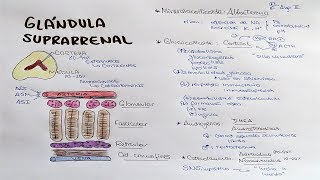 1 Arrangement of Fascicles in Muscles [upl. by Whitby]