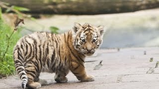 De tijgerwelpjes spelen voor het eerst buiten in DierenPark Amersfoort  Lange versie [upl. by Kcirdled197]