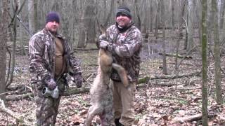 Best of MFK Coyote Hunting [upl. by Pernick]