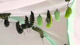 Monarch Caterpillar Behavior [upl. by Lillywhite]