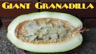 Giant Granadilla Review Passiflora quadrangularis  Weird Fruit Explorer Ep 223 [upl. by Deibel]