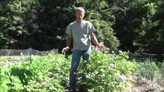 HOW TO GROW POTATOES Planting Growing Harvest Storage [upl. by Hsotnas]