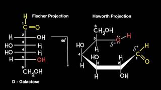 Fischer to Haworth Projection [upl. by Airtemad]