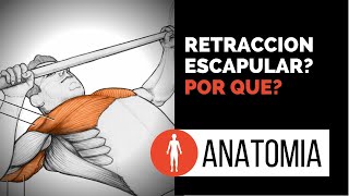 ¿Retracción de escapular en Banco Plano Por que Orientación Anatómica [upl. by Seftton337]