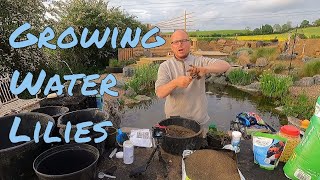 Uncover the Secret to Successfully Repotting Water Lilies [upl. by Einaj]