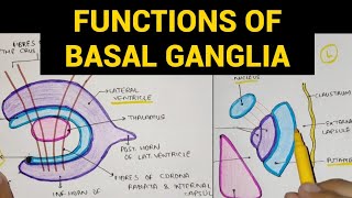 Basal Ganglia  3  Functions of Basal Ganglia [upl. by Seniag142]