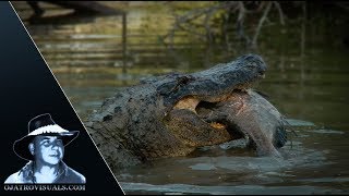 Alligator Eats Fish 01 Footage [upl. by Nnaul]