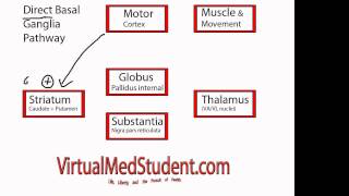 Basal Ganglia Direct Pathway [upl. by Artina]