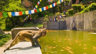 Monkeys DIVE Into Pool For Fun  Primates  BBC Earth [upl. by Laurella158]