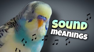 Parakeet Sounds and Their Meanings 🐦🔊 [upl. by Wavell]