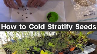 How to Cold Moist Stratify Seeds [upl. by Anay411]