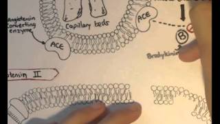 ReninAngiotensin System Structure Chymase [upl. by Jacquenetta]