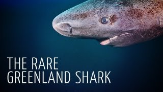 Rare Encounter with Greenland Shark  Adam Ravetch [upl. by Jerrome901]