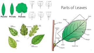 Plant Anatomy and Morphology [upl. by Eicyal]