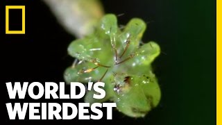 Carnivorous Caterpillars  Worlds Weirdest [upl. by Rafat]