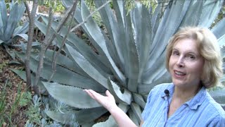 What You MUST Know About Century Plants Agave americana [upl. by Akimrehs]