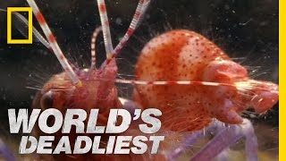 Pistol Shrimp Underwater Footage [upl. by Vizzone]