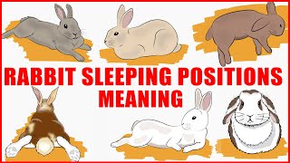 What Your Rabbits Sleeping Position Reveals About Their Personality Health and Character [upl. by Ellata323]