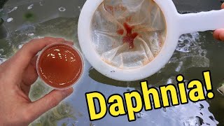 How I Culture Daphnia In Outdoor Tubs [upl. by Vanessa]