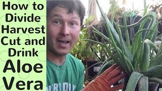 How to Divide Harvest Cut and Drink Aloe Vera [upl. by Coney]