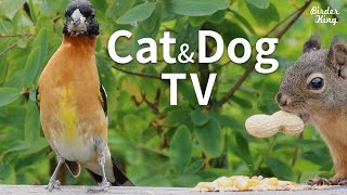 Cat and Dog TV Beautiful Birds and Squirrels on a Sunny Day  Videos for Cats and Dogs To Watch [upl. by Enimajneb960]