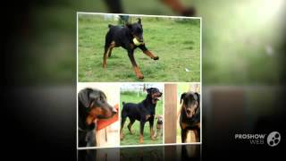 Rotterman Dog breed [upl. by Chev184]