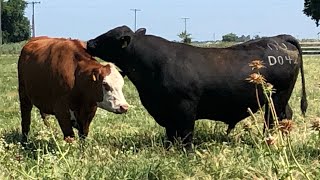 Angus Bulls are here to Work [upl. by Scrogan]