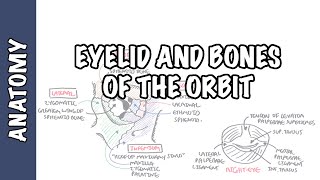 Anatomy Eye Orbit and Eyelid [upl. by Lonni]