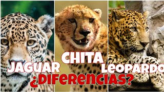 Diferencias entre un Jaguar un leopardo y un Guepardo o Chita [upl. by Hcaz]