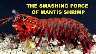 The Smashing Force of Mantis Shrimp [upl. by Hakim796]