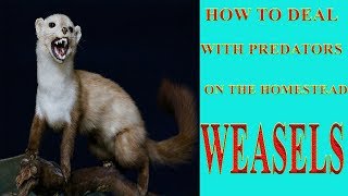 How To Deal With Predators On The Homestead Weasels [upl. by Bergerac241]