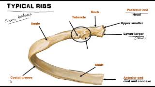 Ribs  Osteology World of Anatomy [upl. by Ferdinanda]