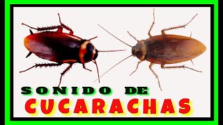 🔴 Sonido de las CUCARACHAS Las CUCARACHAS Hacen RuidoCockroach SoundCockroach Sound Effect [upl. by Aihsi]