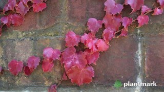 Boston Ivy amp Virginia Creeper at Plantmark Wholesale Nuseries [upl. by Niuq]