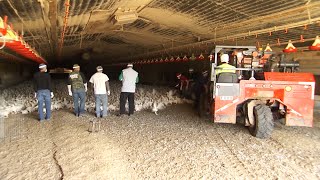 Transporting Chickens To Processing [upl. by Heeley]