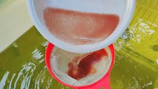 How to culture daphnia  Daphnia culture  How to grow daphnia outdoor [upl. by Pruter]