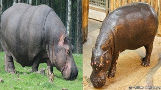 Hippopotamus vs Pygmy Hippotamus  The Differences [upl. by Runck921]