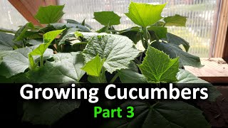 How To Grow Cucumbers Part 3  Planting In Your Garden [upl. by Nnaytsirk]