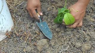 How I plant Barbadine aka Giant Granadilla [upl. by Mae]