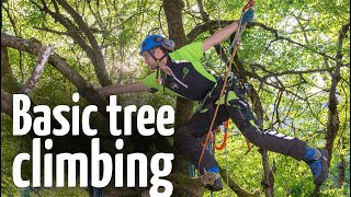 Simple amp safe tree climbing ascent technique [upl. by Enyrb333]