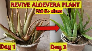 REVIVE A DYING ALOEVERA PLANT  Brown Aloe Vera [upl. by Koo]