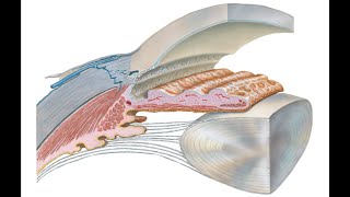 Anatomy of eyeball [upl. by Alli]