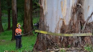 70 Metre Dead Mountain Ash Tree Removals [upl. by Opiak]