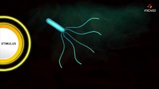 Flagellar Movement  Medical microbiology animations [upl. by Izzy]